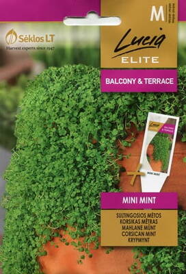 Välimerenminttu "Mini mint"